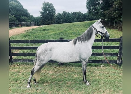 Tennessee walking horse, Caballo castrado, 11 años, 152 cm, Tordo