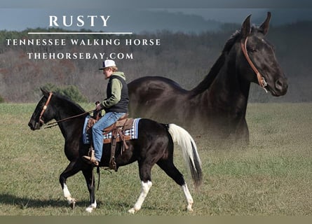 Tennessee walking horse, Caballo castrado, 11 años, 155 cm, Tobiano-todas las-capas