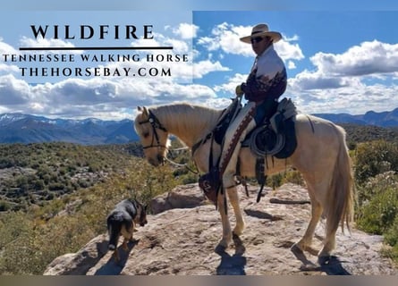 Tennessee walking horse, Caballo castrado, 11 años, 157 cm, Palomino