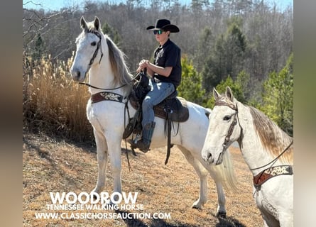 Tennessee walking horse, Caballo castrado, 11 años, 163 cm, Tordo