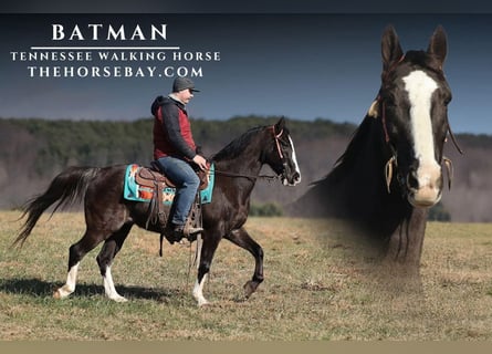 Tennessee walking horse, Caballo castrado, 11 años, Morcillo