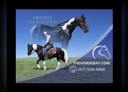 Tennessee walking horse, Caballo castrado, 12 años, 145 cm, Tobiano-todas las-capas