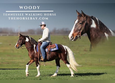 Tennessee walking horse, Caballo castrado, 12 años, 145 cm, Tobiano-todas las-capas