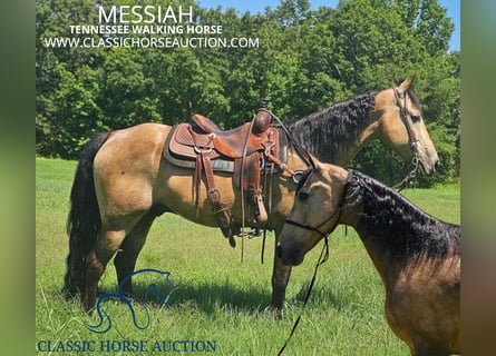 Tennessee walking horse, Caballo castrado, 12 años, 152 cm, Buckskin/Bayo