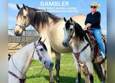 Tennessee walking horse, Caballo castrado, 12 años, 152 cm, Buckskin/Bayo