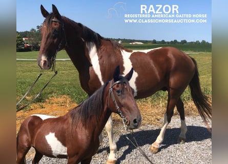 Tennessee walking horse, Caballo castrado, 12 años, 152 cm, Castaño rojizo