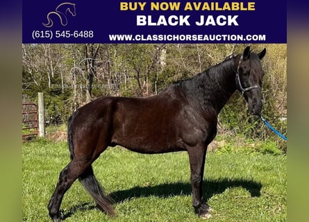 Tennessee walking horse, Caballo castrado, 12 años, 152 cm, Negro