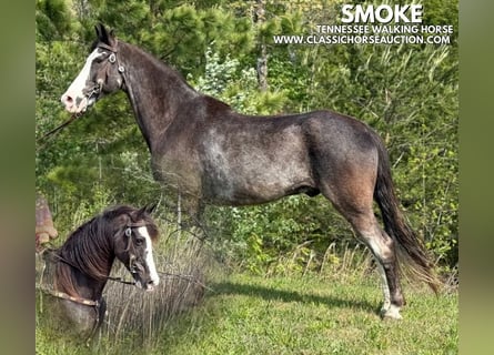 Tennessee walking horse, Caballo castrado, 12 años, 152 cm, Negro