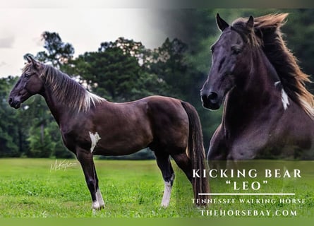 Tennessee walking horse, Caballo castrado, 12 años, 152 cm, Negro