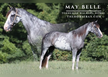 Tennessee walking horse, Caballo castrado, 12 años, 152 cm, Sabino