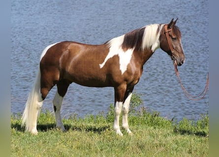 Tennessee walking horse, Caballo castrado, 12 años, 152 cm, Tobiano-todas las-capas