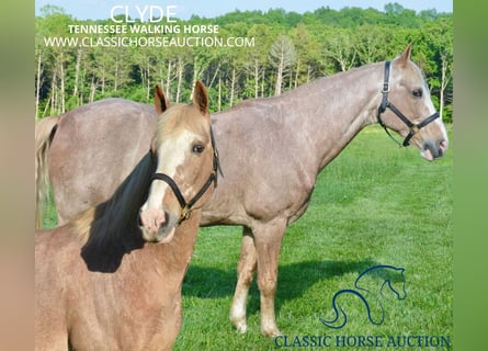 Tennessee walking horse, Caballo castrado, 12 años, 163 cm, Ruano alazán