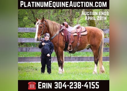 Tennessee walking horse, Caballo castrado, 13 años, 152 cm, Musgo marrón