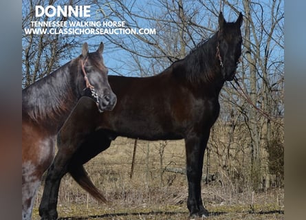 Tennessee walking horse, Caballo castrado, 13 años, 152 cm, Negro