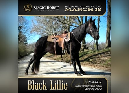 Tennessee walking horse, Caballo castrado, 13 años, 152 cm, Negro