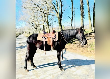 Tennessee walking horse, Caballo castrado, 13 años, 152 cm, Negro