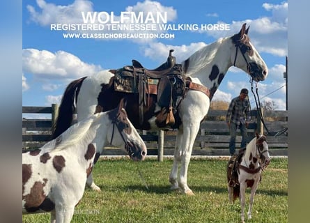 Tennessee walking horse, Caballo castrado, 13 años, 152 cm, Tobiano-todas las-capas