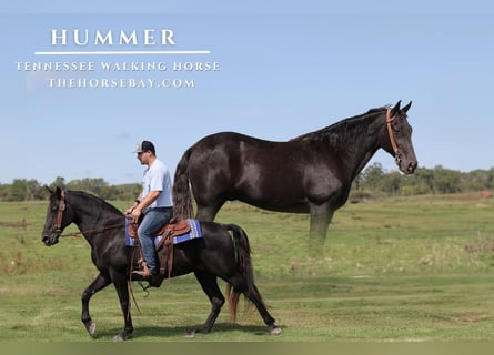 Tennessee walking horse, Caballo castrado, 13 años, 155 cm, Negro