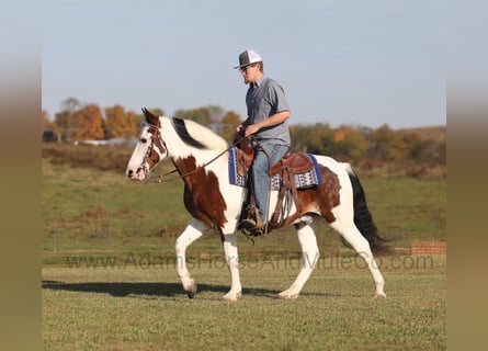 Tennessee walking horse, Caballo castrado, 13 años, Castaño rojizo