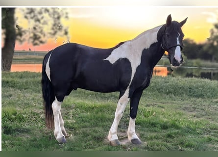 Tennessee walking horse, Caballo castrado, 14 años, 147 cm, Pío