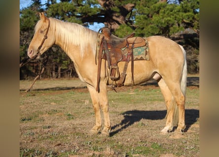 Tennessee walking horse, Caballo castrado, 14 años, 155 cm, Palomino