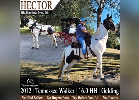 Tennessee walking horse, Caballo castrado, 14 años, 163 cm, Tobiano-todas las-capas