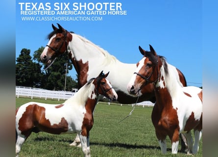 Tennessee walking horse, Caballo castrado, 15 años, 142 cm, Tobiano-todas las-capas