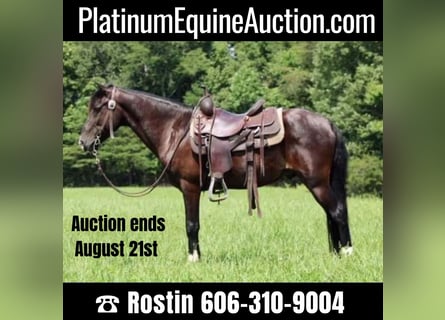 Tennessee walking horse, Caballo castrado, 15 años, 145 cm, Negro