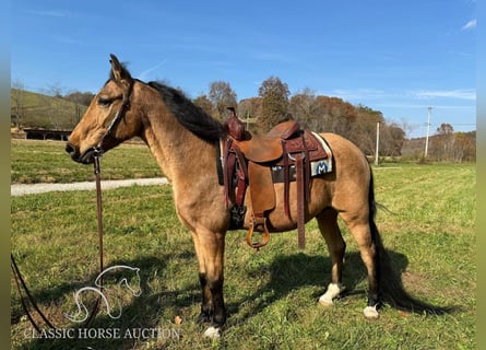 Tennessee walking horse, Caballo castrado, 15 años, 152 cm, Buckskin/Bayo