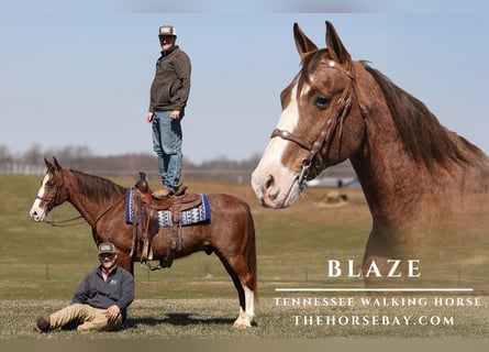 Tennessee walking horse, Caballo castrado, 15 años, Ruano alazán