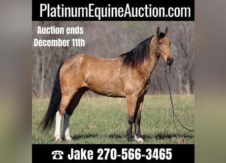 Tennessee walking horse, Caballo castrado, 16 años, Buckskin/Bayo