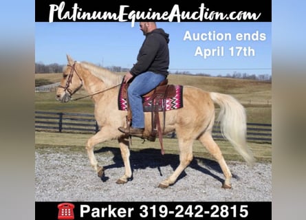 Tennessee walking horse, Caballo castrado, 17 años, 152 cm, Palomino