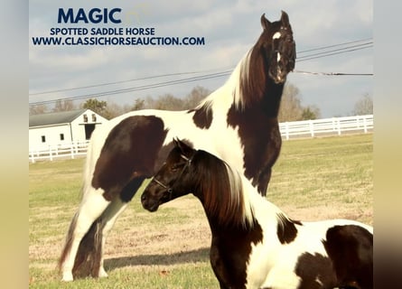 Tennessee walking horse, Caballo castrado, 17 años, 152 cm, Tobiano-todas las-capas