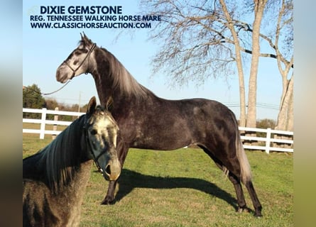 Tennessee walking horse, Caballo castrado, 3 años, 142 cm, Tordo