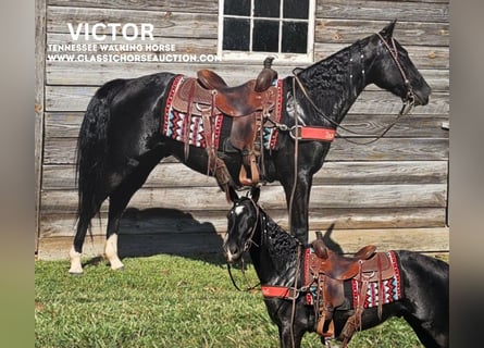 Tennessee walking horse, Caballo castrado, 3 años, 152 cm, Negro