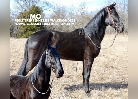 Tennessee walking horse, Caballo castrado, 3 años, 152 cm, Negro