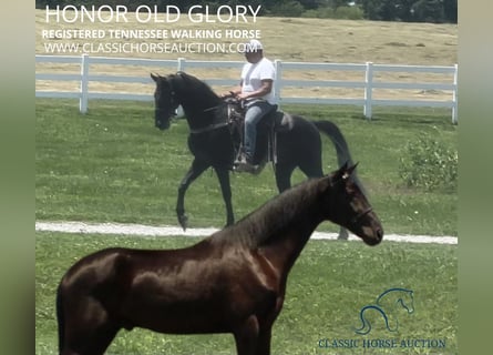 Tennessee walking horse, Caballo castrado, 3 años, 152 cm, Negro