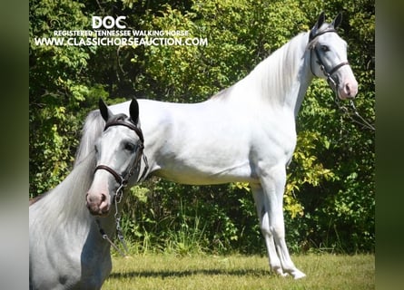 Tennessee walking horse, Caballo castrado, 3 años, 152 cm, Tordo