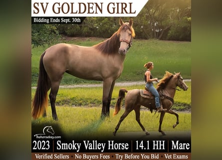 Tennessee walking horse, Caballo castrado, 3 años, 157 cm, Champán