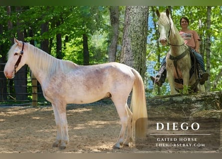 Tennessee walking horse, Caballo castrado, 4 años, 150 cm, Sabino