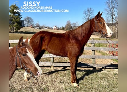 Tennessee walking horse, Caballo castrado, 4 años, 152 cm, Alazán rojizo