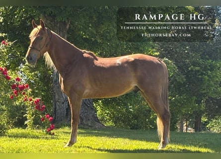 Tennessee walking horse, Caballo castrado, 4 años, 152 cm, Alazán rojizo