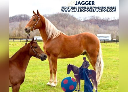 Tennessee walking horse, Caballo castrado, 4 años, 152 cm, Alazán-tostado