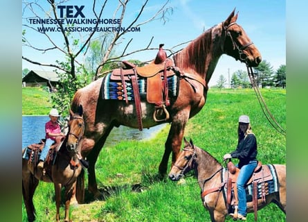 Tennessee walking horse, Caballo castrado, 4 años, 152 cm, Ruano alazán