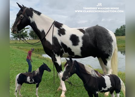 Tennessee walking horse, Caballo castrado, 4 años, 152 cm, Tobiano-todas las-capas