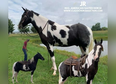 Tennessee walking horse, Caballo castrado, 4 años, 152 cm, Tobiano-todas las-capas