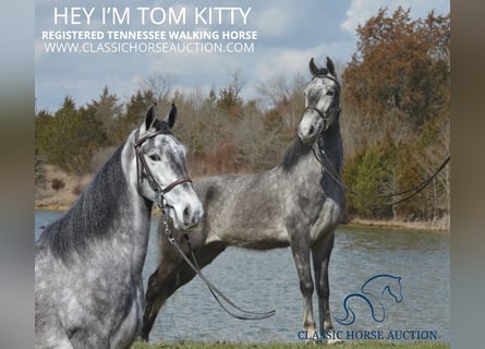 Tennessee walking horse, Caballo castrado, 4 años, 152 cm, Tordo