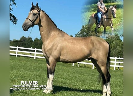 Tennessee walking horse, Caballo castrado, 5 años, 152 cm, Buckskin/Bayo