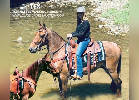 Tennessee walking horse, Caballo castrado, 5 años, 152 cm, Red Dun/Cervuno