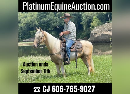 Tennessee walking horse, Caballo castrado, 5 años, 152 cm, Tobiano-todas las-capas